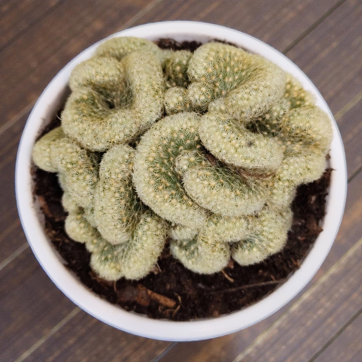 Mammillaria Elongata 'Cristata' (Brain Cactus) - Unique and Low-Maintenance Plant for Homes, Offices, and Gardens – Bare Rooted