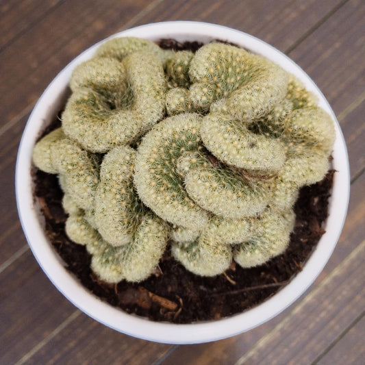 Mammillaria Elongata 'Cristata' (Brain Cactus) - Unique and Low-Maintenance Plant for Homes, Offices, and Gardens – Bare Rooted
