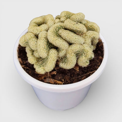 Mammillaria Elongata 'Cristata' (Brain Cactus) - Unique and Low-Maintenance Plant for Homes, Offices, and Gardens – Bare Rooted