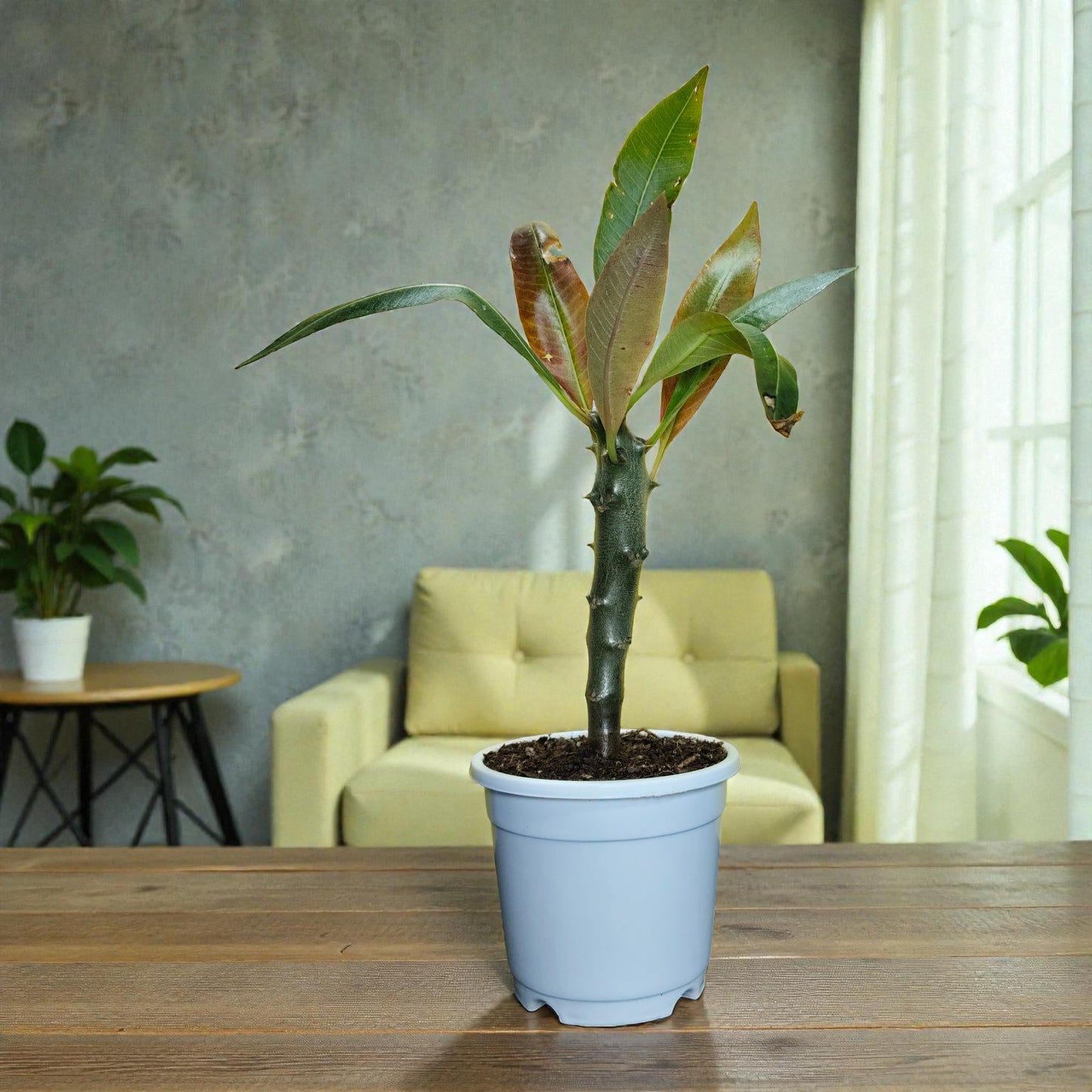 Pachypodium Baronii - Spiny Caudex Plant | Rare Exotic Succulent | Bare Rooted