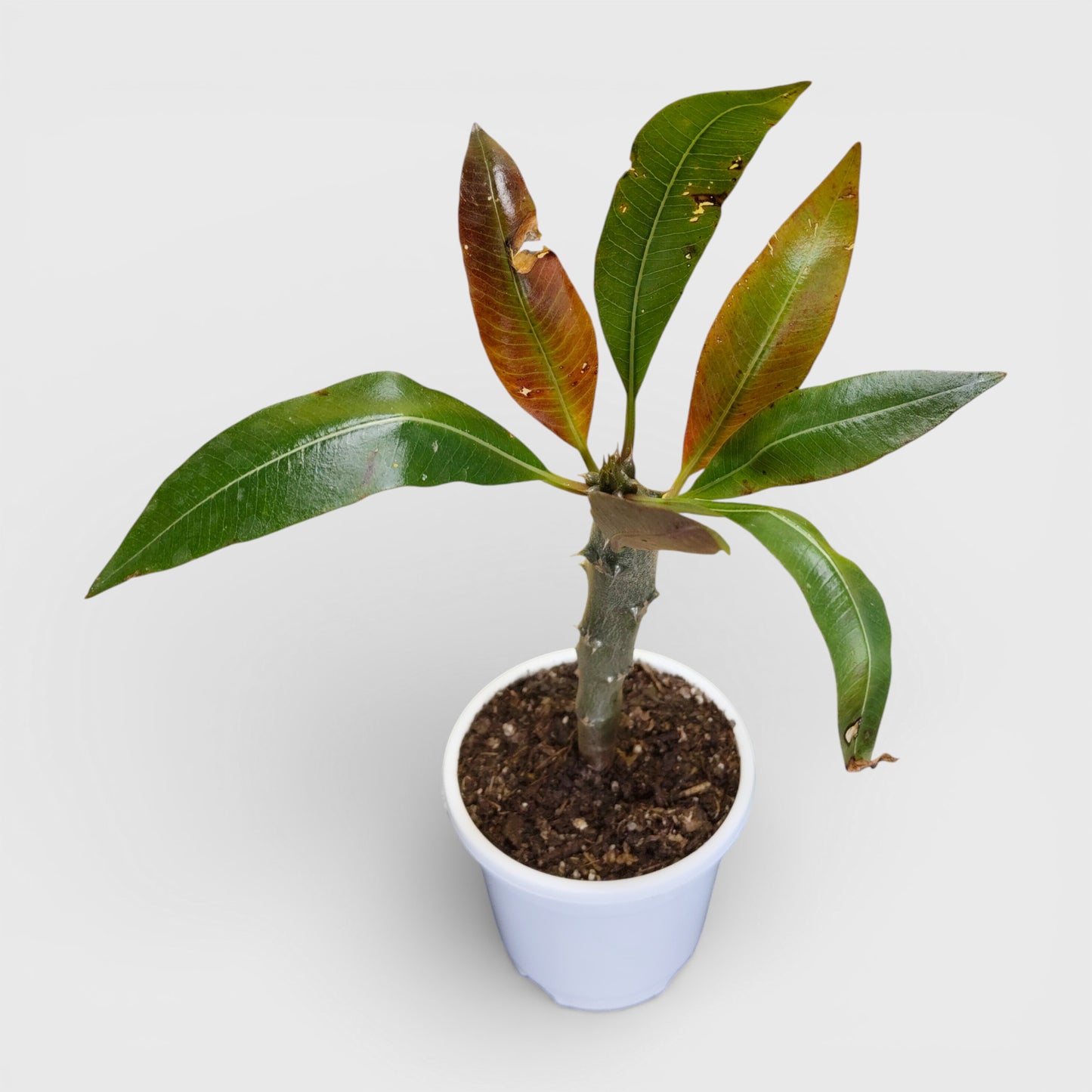 Pachypodium Baronii - Spiny Caudex Plant | Rare Exotic Succulent | Bare Rooted