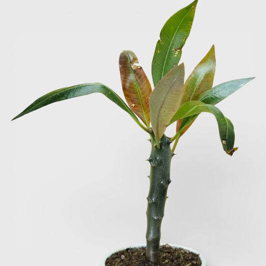 Pachypodium Baronii - Spiny Caudex Plant | Rare Exotic Succulent | Bare Rooted