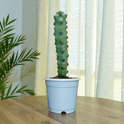 Blue Boob Cactus Live Plant – Big Size Myrtillocactus Geometrizans | Bare Rooted Cactus
