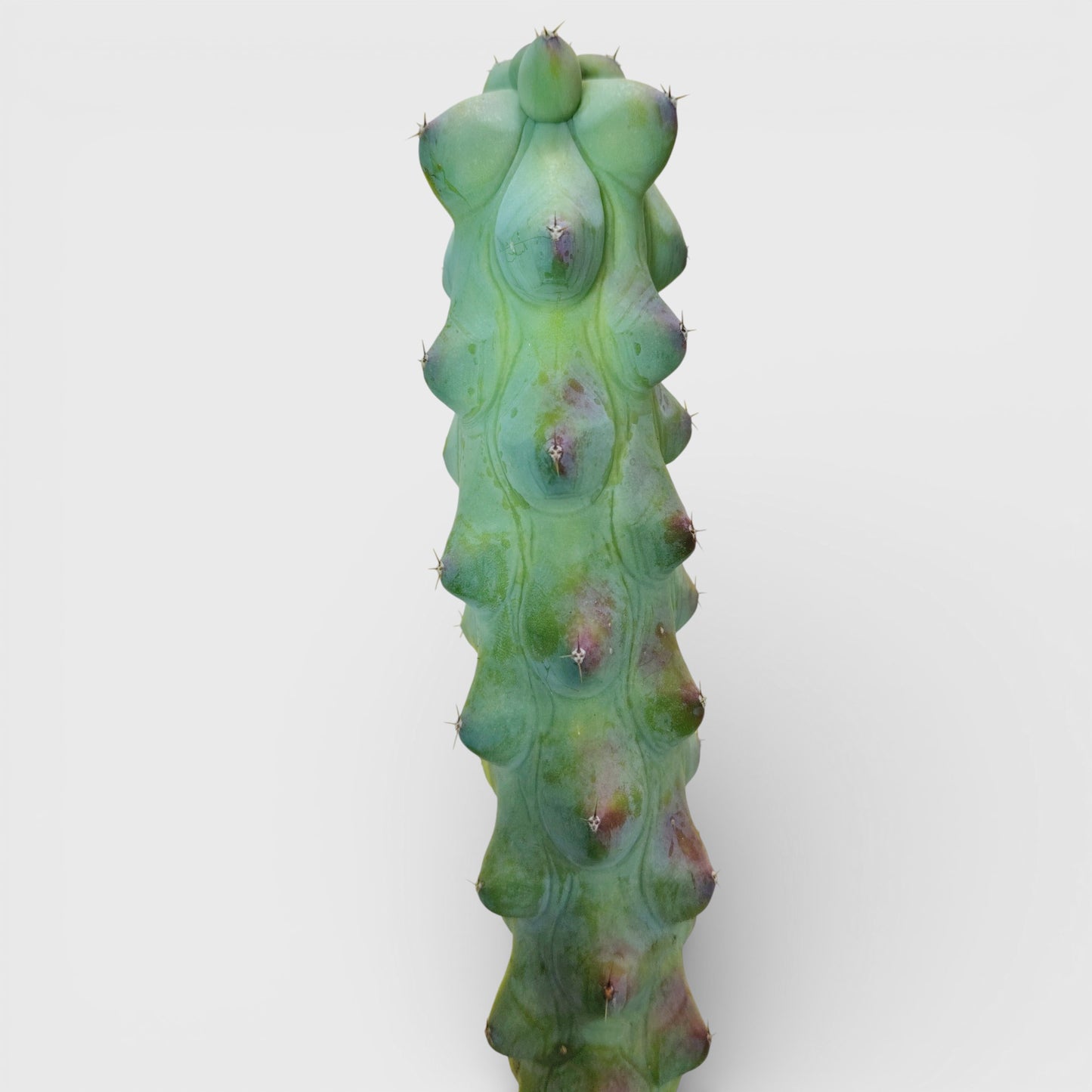 Blue Boob Cactus Live Plant – Big Size Myrtillocactus Geometrizans | Bare Rooted Cactus