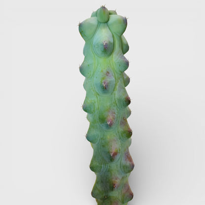 Blue Boob Cactus Live Plant – Big Size Myrtillocactus Geometrizans | Bare Rooted Cactus