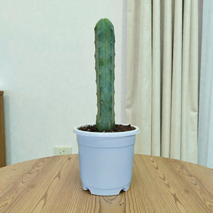 Blue Candle Cactus (Myrtillocactus Geometrizans) – Big Size Live Cactus | Bare Rooted