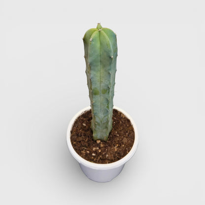 Blue Candle Cactus (Myrtillocactus Geometrizans) – Big Size Live Cactus | Bare Rooted