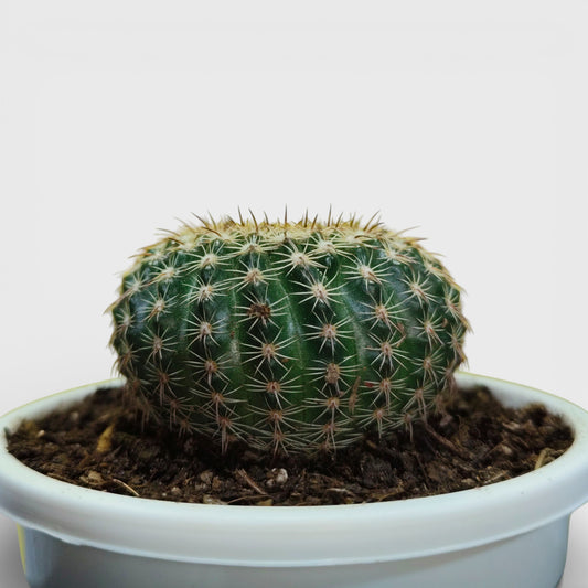 Noto Elegance Compact Ribbed Indoor Cactus | Bare Rooted