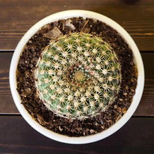 Noto Elegance Compact Ribbed Indoor Cactus | Bare Rooted