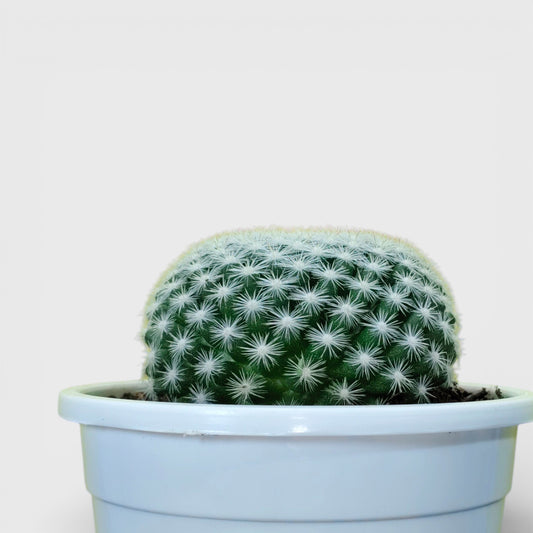 Mammillaria Candida Cactus: Charming Addition for Any Space – Bare Rooted