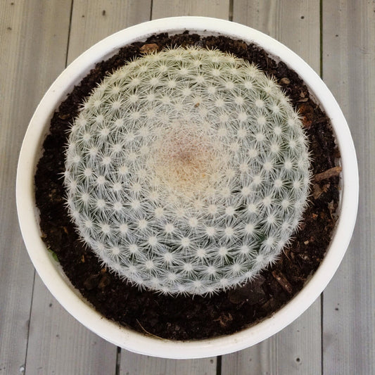 Mammillaria Candida Cactus: Charming Addition for Any Space – Bare Rooted
