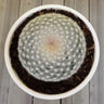 Mammillaria Candida Cactus: Charming Addition for Any Space – Bare Rooted