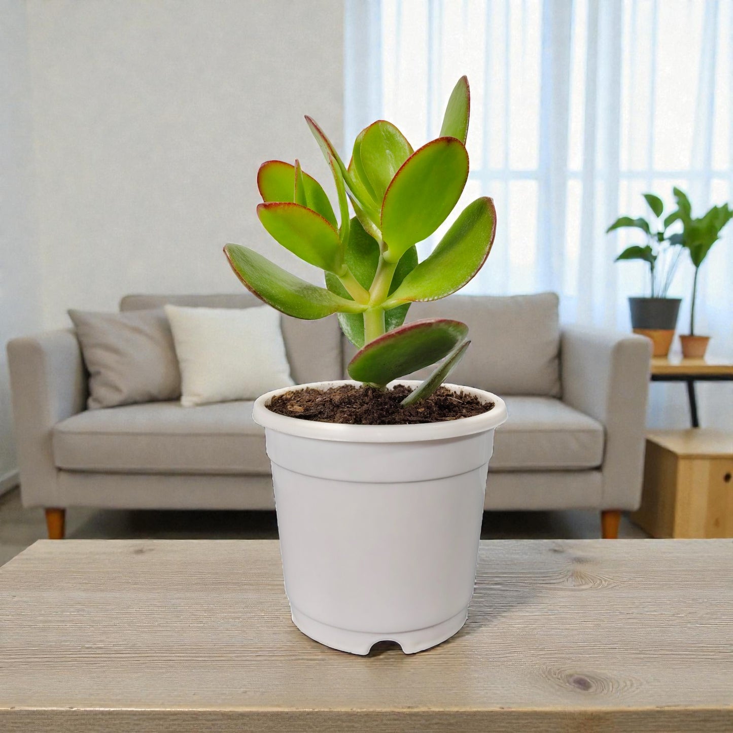 Crassula Ovata (Jade Plant) - The Prosperity Succulent for Home, Office, and Garden | Bare Rooted