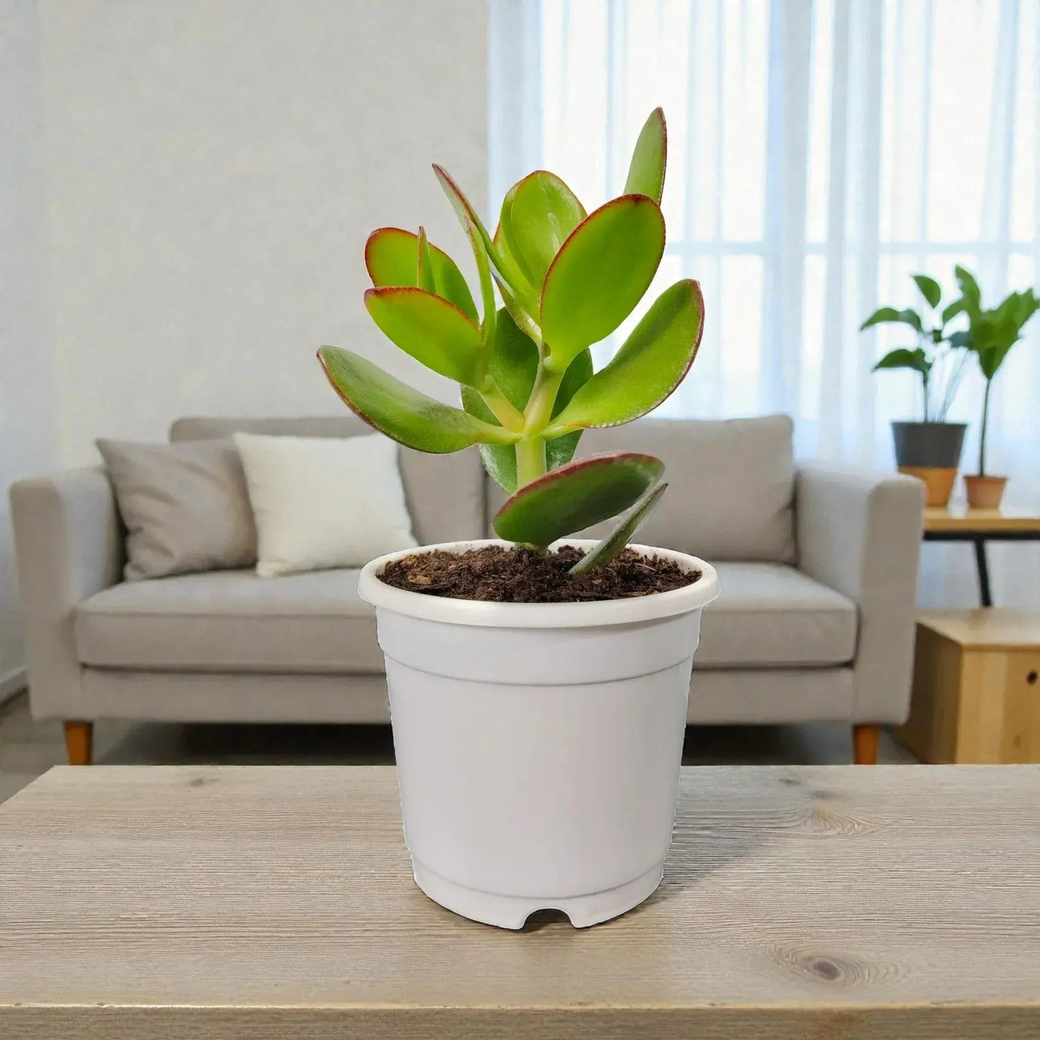 Crassula Ovata (Jade Plant) - The Prosperity Succulent for Home, Office, and Garden | Bare Rooted