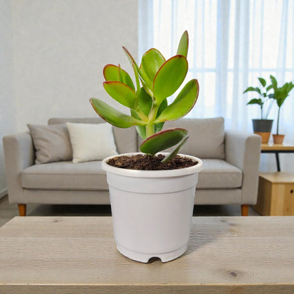 Crassula Ovata (Jade Plant) - The Prosperity Succulent for Home, Office, and Garden | Bare Rooted