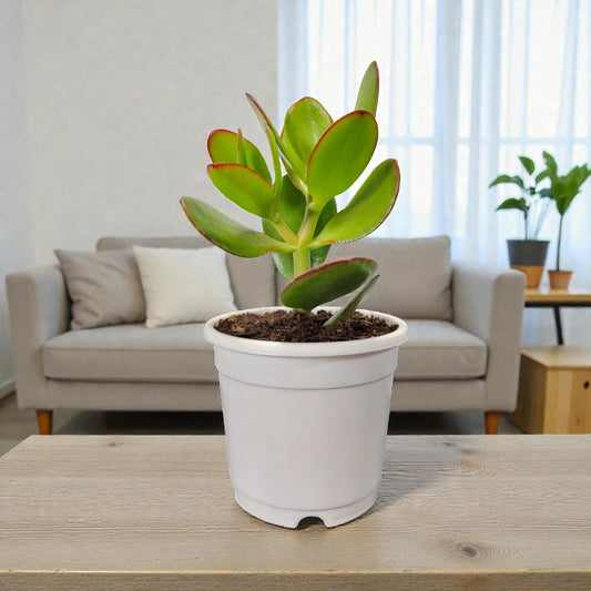 Crassula Ovata (Jade Plant) - The Prosperity Succulent for Home, Office, and Garden | Bare Rooted