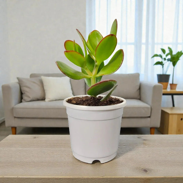 Beginner-friendly jade plant