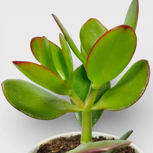 Crassula Ovata (Jade Plant) - The Prosperity Succulent for Home, Office, and Garden | Bare Rooted
