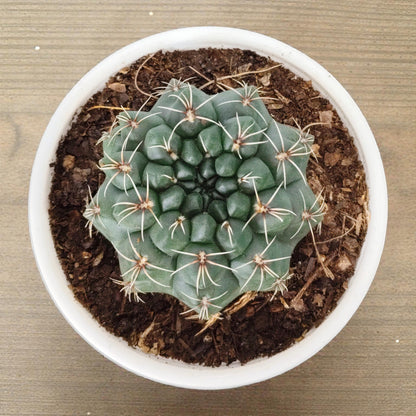 Gymnocalycium Baldianum – Flowering Ball Cactus | Easy Care Cactus | Bare Rooted