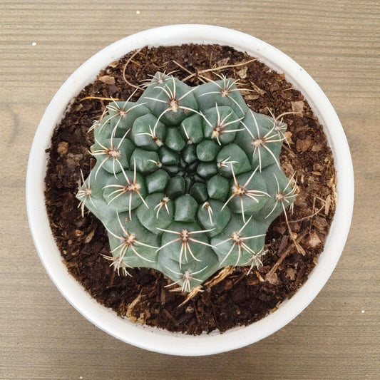 Gymnocalycium Baldianum – Flowering Ball Cactus | Easy Care Cactus | Bare Rooted