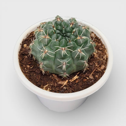 Gymnocalycium Baldianum – Flowering Ball Cactus | Easy Care Cactus | Bare Rooted