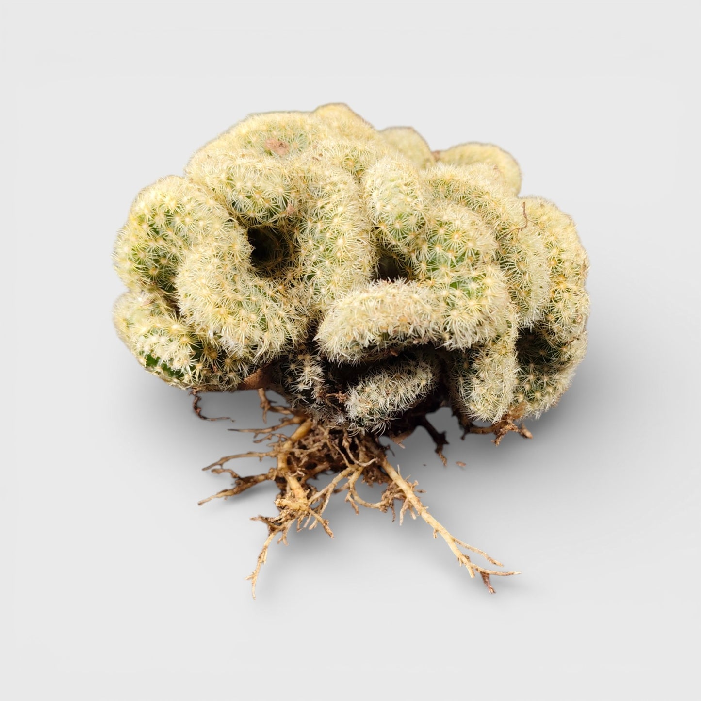 Mammillaria Elongata 'Cristata' (Brain Cactus) - Unique and Low-Maintenance Plant for Homes, Offices, and Gardens – Bare Rooted