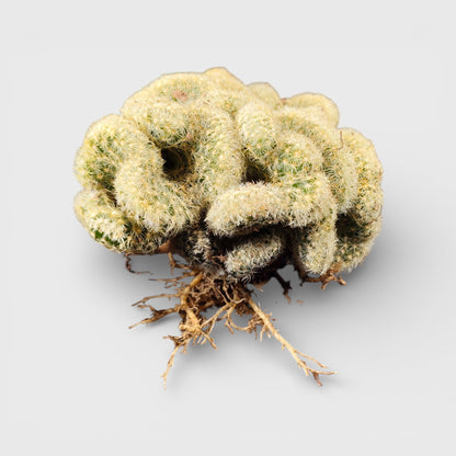 Mammillaria Elongata 'Cristata' (Brain Cactus) - Unique and Low-Maintenance Plant for Homes, Offices, and Gardens – Bare Rooted