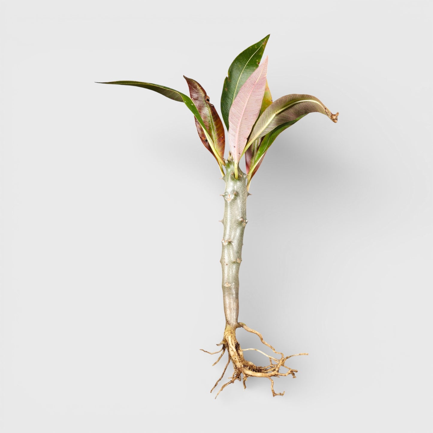 Pachypodium Baronii - Spiny Caudex Plant | Rare Exotic Succulent | Bare Rooted