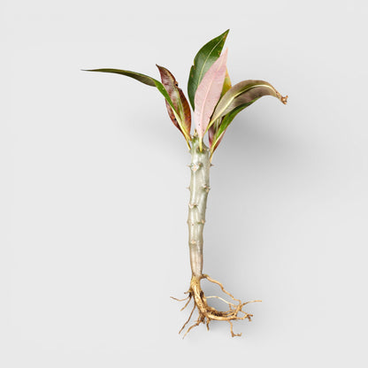 Pachypodium Baronii - Spiny Caudex Plant | Rare Exotic Succulent | Bare Rooted