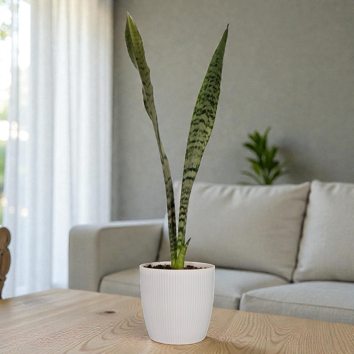 Sansevieria Zeylanica Tall Air Purifying Snake Plant | Bare Rooted