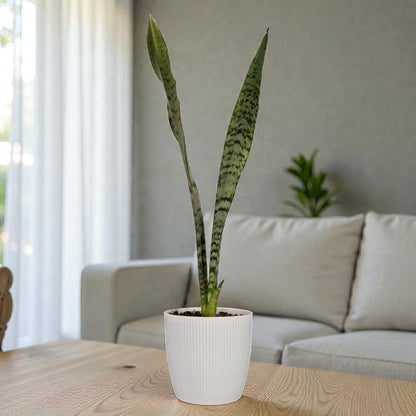 Sansevieria Zeylanica Tall Air Purifying Snake Plant | Bare Rooted