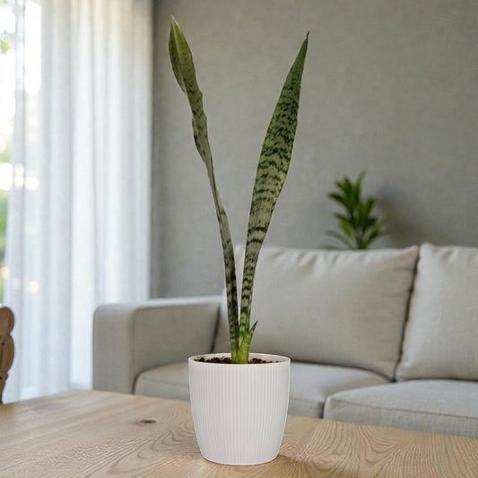 Sansevieria Zeylanica Tall Air Purifying Snake Plant | Bare Rooted