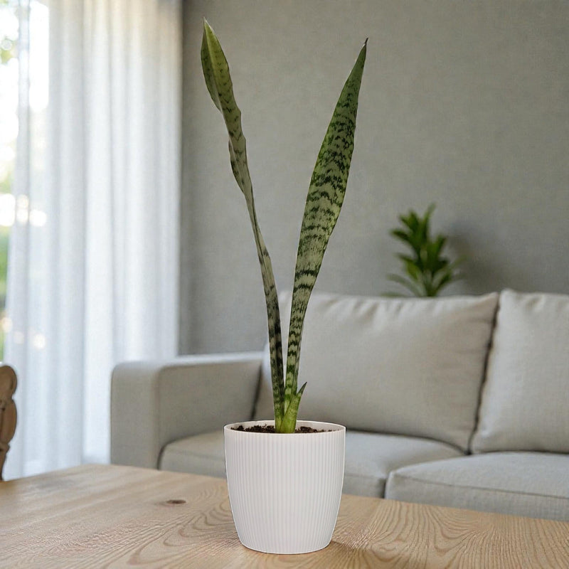 Sansevieria Zeylanica Tall Air Purifying Snake Plant | Bare Rooted