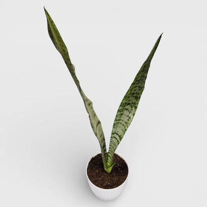 Sansevieria Zeylanica Tall Air Purifying Snake Plant | Bare Rooted