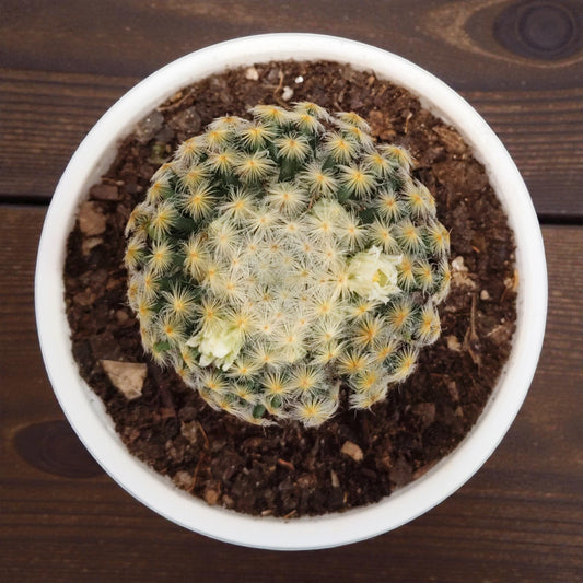 Mammillaria Roemeri Cactus - Unique and Eye-Catching Beauty | Bare Rooted