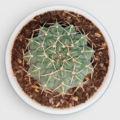 Rare Gymnocalycium Quehlianum Hybrid Compact Indoor Cactus | Bare Rooted