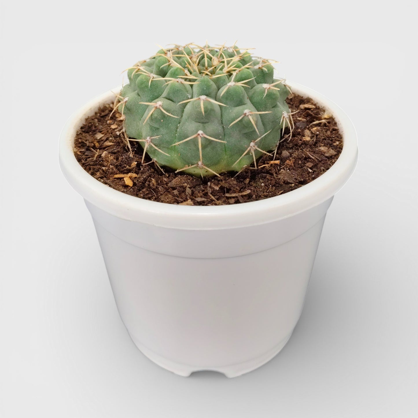 Rare Gymnocalycium Quehlianum Hybrid Compact Indoor Cactus | Bare Rooted