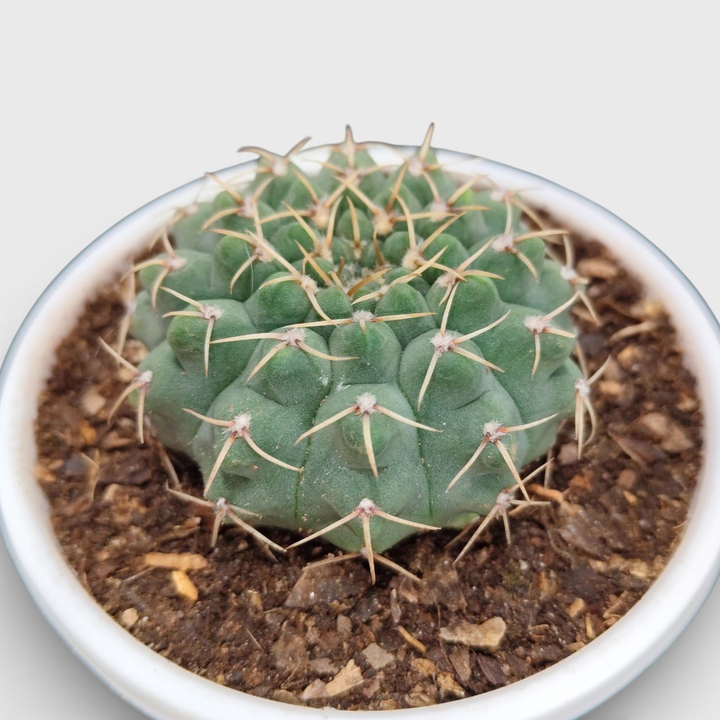 Rare Gymnocalycium Quehlianum Hybrid Compact Indoor Cactus | Bare Rooted
