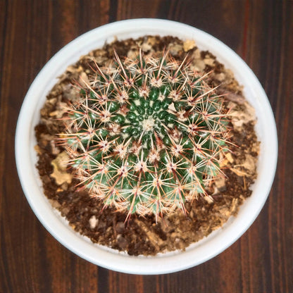 Noto Brown Spine Cactus - Unique Low-Maintenance Plant for Home & Garden | Bare Rooted