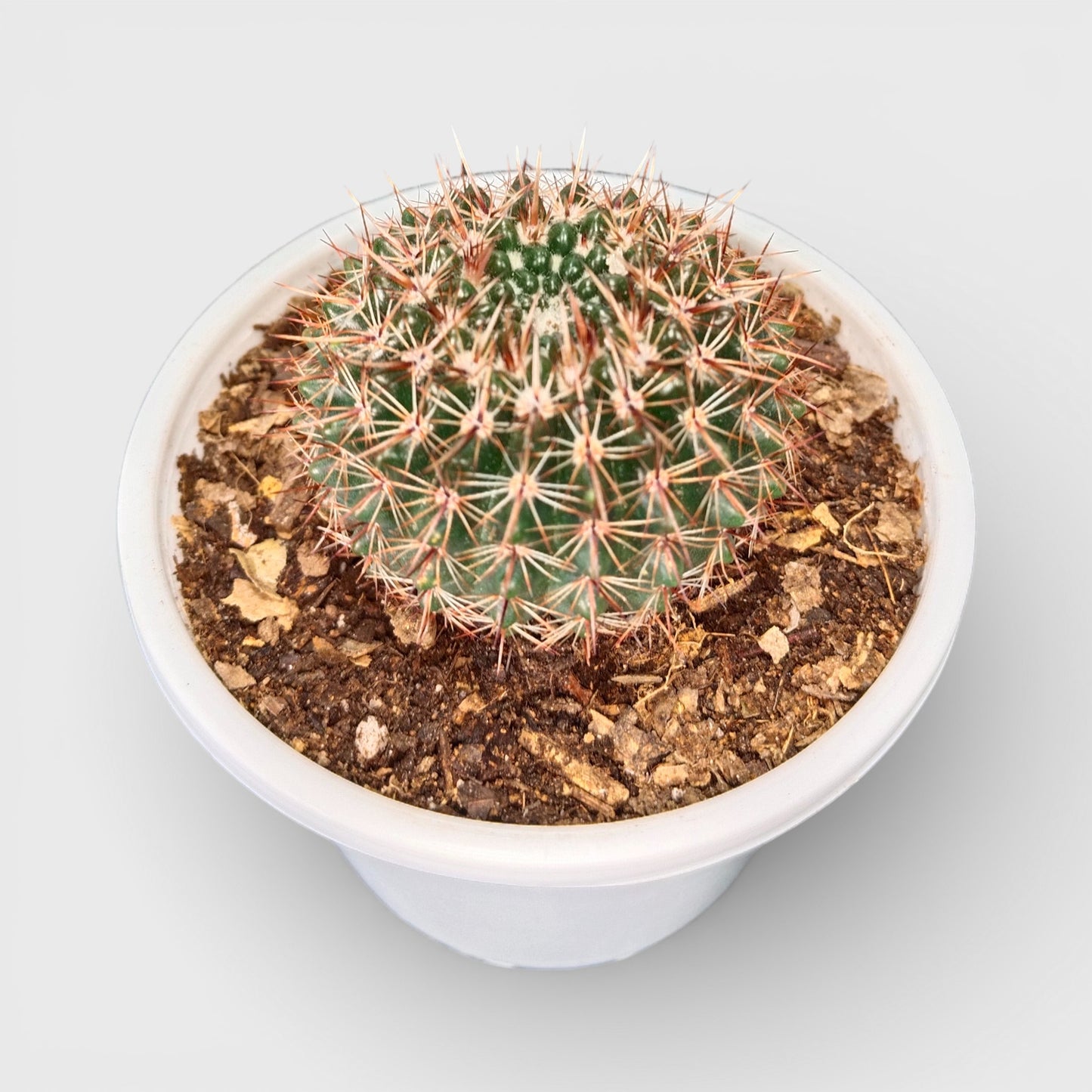 Noto Brown Spine Cactus - Unique Low-Maintenance Plant for Home & Garden | Bare Rooted