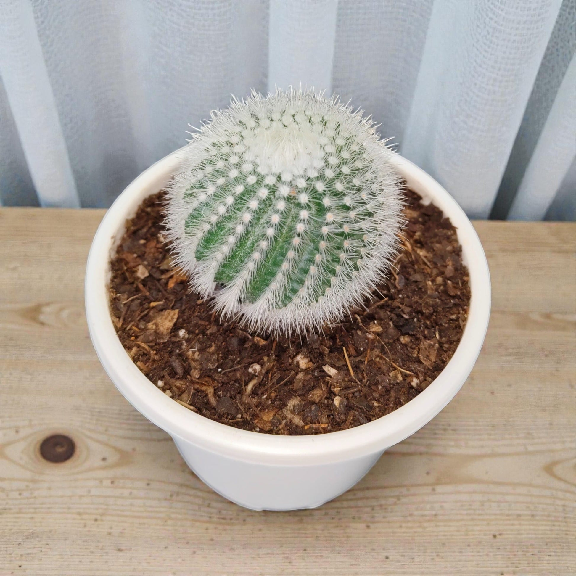 Notocactus Scopa Bare-Rooted Hybrid (Bare Rooted Live Plant – 2.5 – 3 Inches in Diameter)