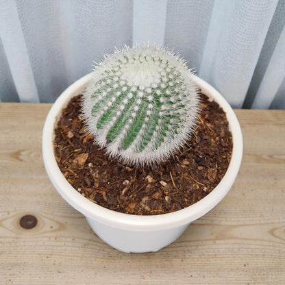 Notocactus Scopa Bare-Rooted Hybrid (Bare Rooted Live Plant – 2.5 – 3 Inches in Diameter)