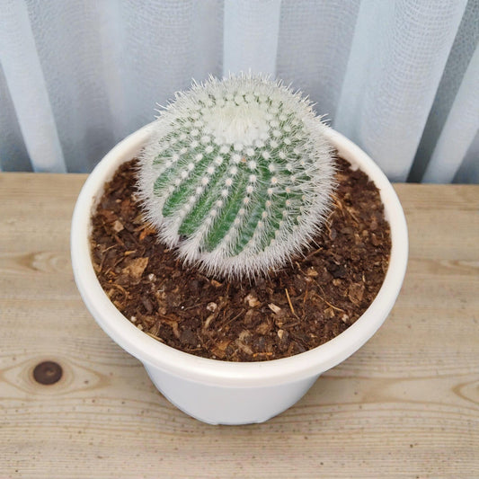 Notocactus Scopa Bare-Rooted Hybrid (Bare Rooted Live Plant – 2.5 – 3 Inches in Diameter)