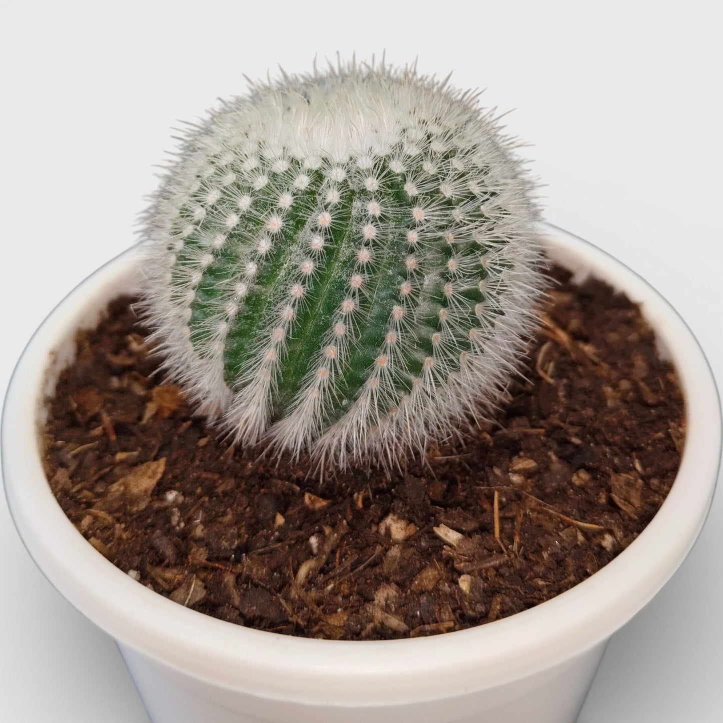 Notocactus Scopa Bare-Rooted Hybrid (Bare Rooted Live Plant – 2.5 – 3 Inches in Diameter)