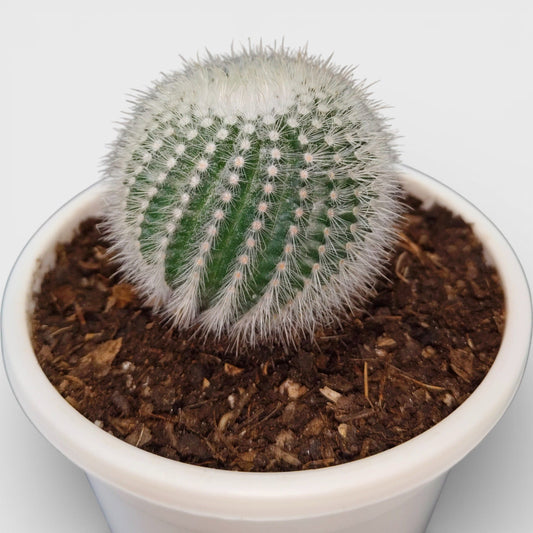 Notocactus Scopa Bare-Rooted Hybrid (Bare Rooted Live Plant – 2.5 – 3 Inches in Diameter)