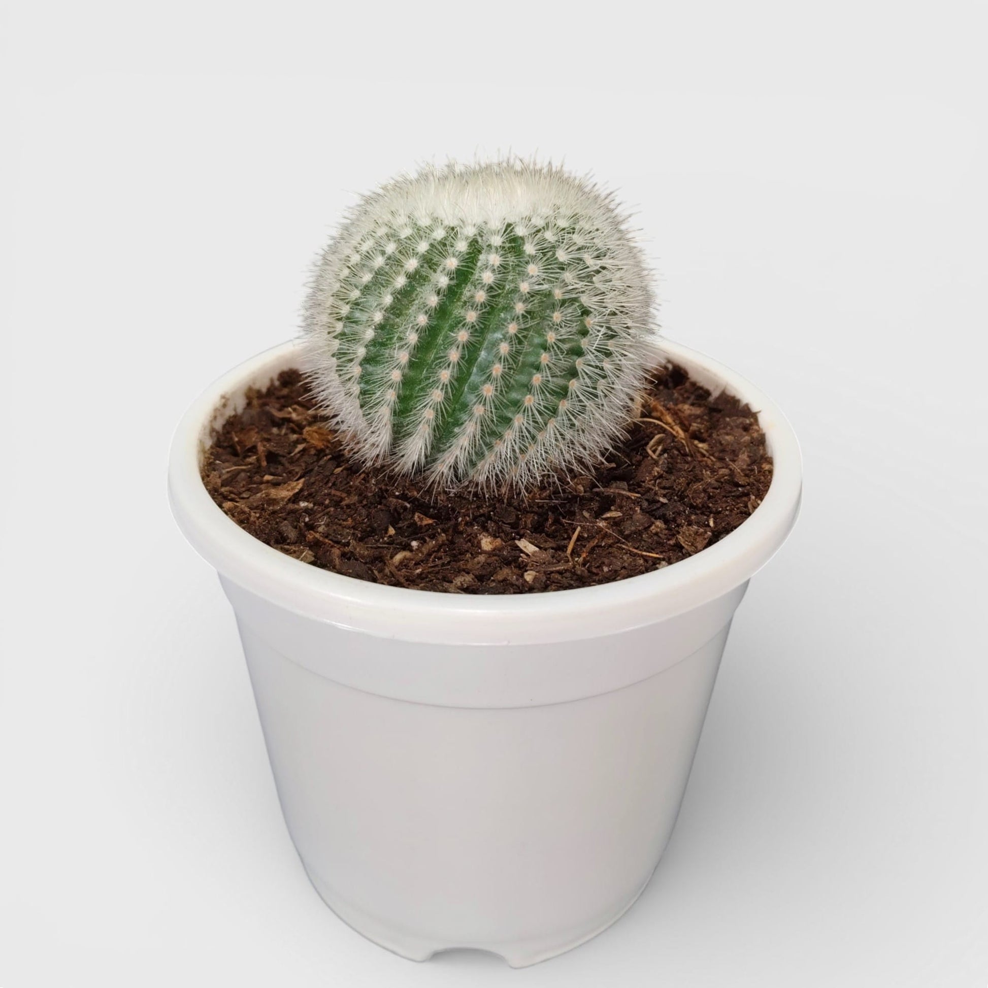 Notocactus Scopa Bare-Rooted Hybrid (Bare Rooted Live Plant – 2.5 – 3 Inches in Diameter)