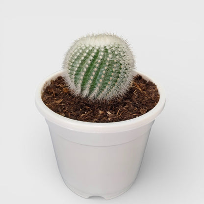 Notocactus Scopa Bare-Rooted Hybrid (Bare Rooted Live Plant – 2.5 – 3 Inches in Diameter)