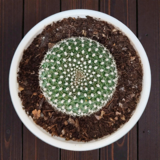 Rebutia Krainziana (Crown Cactus) – Colorful Blooming Cactus for Home, Office & Garden - Bare Rooted