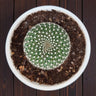 Rebutia Krainziana (Crown Cactus) – Colorful Blooming Cactus for Home, Office & Garden - Bare Rooted