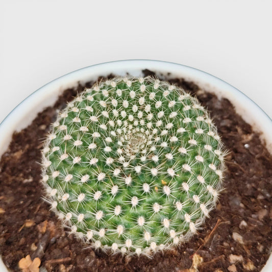 Rebutia Krainziana (Crown Cactus) – Colorful Blooming Cactus for Home, Office & Garden - Bare Rooted